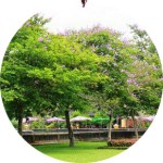 dulichhue_sac-hoa-mua-he_01